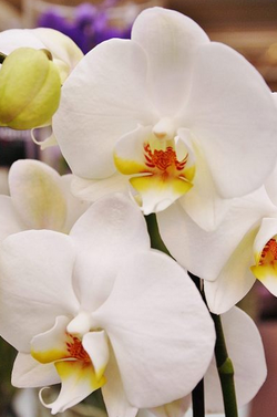 Hansaplant kutsub Sind imetlema võrratuid orhideesid Hansaplant kutsub Sind imetlema võrratuid orhideesid