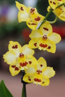 Hansaplant: sel laupäeval on orhideepäev