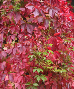 Metsviinapuul ( Parthenocissus ) on suurepärane sügisvärv.