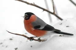 Lindude talvine toitmine ja lemmikroad