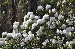 Hansaplanti nõuanded - Rododendron koduaias. Turbaaia rajamine