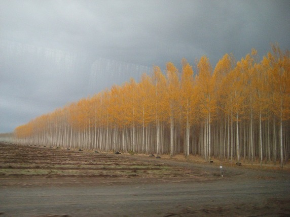 Paplikasvatuse farm USA -s, Oregoni osariigis Source: www.stragendo.ee