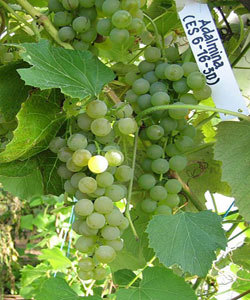 "Adalmiina" on ameeriklaste hübriidsort, mis marjade saamiseks on soovitatav istutada kütteta kasvuhoonesse.