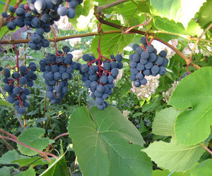 Läti päritolu "Zilga" on end Eestis tõestanud sordina, mis kannab hästi ning talvitub ka katmata.