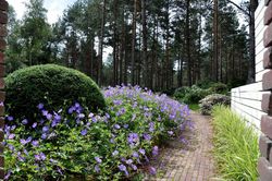 Hansaplant: 3 nippi ehk kuidas kujundada sibullillede peenart, mis oleks kaunis kogu suve