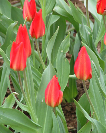 Oivaline tulp "Van Tubergens"