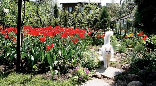 Igas õiges aias on ruumi ka kassidele ja koertele.