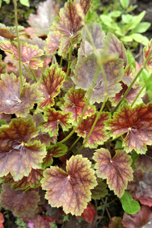 Heuchera 'Eco-magnififolia'