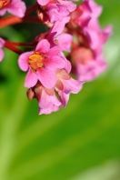 Aianduskeskus Hansaplant aednik soovitab: toimetused maikuus