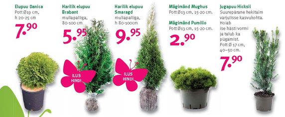 Lisaks Elupuu Danica 7.90, mägimänd Mughus ja Pumilio 2.90 ja jugapuu Hicksii 7.90
 Allikas: www.hortes.ee