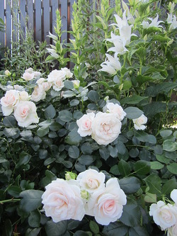 Valgeid roose, valgeid roose, neid, mis ääristavad aiateid. Hortes soovitab valgeid roose