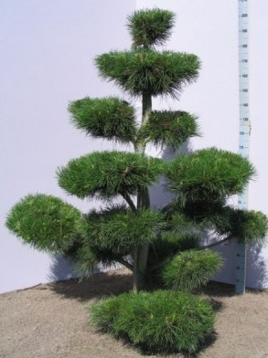  Source: www.hansaplant.ee