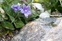 Hansaplant: selle nädala tegemised