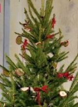 Millist jõulupuud eelistada? Milliseid hooldusnippe kasutada? Kust pärinevad jõulupuud?