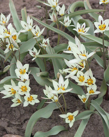 Turkestani tulp