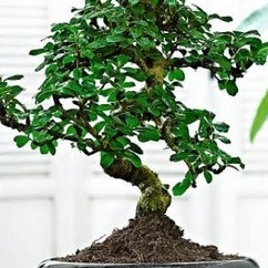  Bonsai Carmona   Allikas:  www.hansaplant.ee  