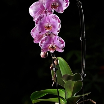  Võrratu ja aegumatu kuuking   Alkuperä:  www.hansaplant.ee  