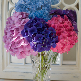  Uhke ja suursugune hortensia   Источник:  www.hansaplant.ee  