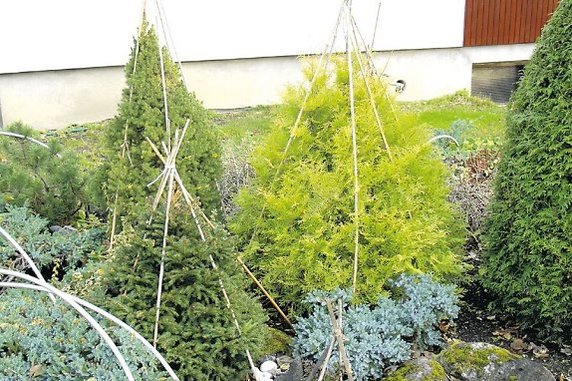 Kuni maapind on veel pehme, pange paika karkassid varjutuskanga jaoks. Need kaitsevad ka võra lume raske surve eest. Foto: Sirje Kari