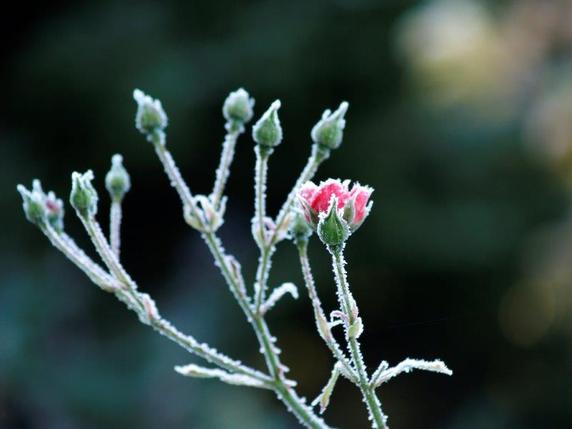  Alkuperä: www.hortes.ee