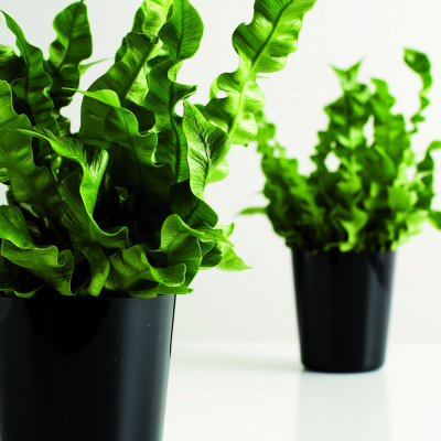 Allikas: www.hortes.ee