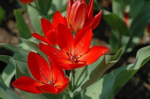 Oivaline tulp \'Fusilier\' Alkuperä: www.hortes.ee